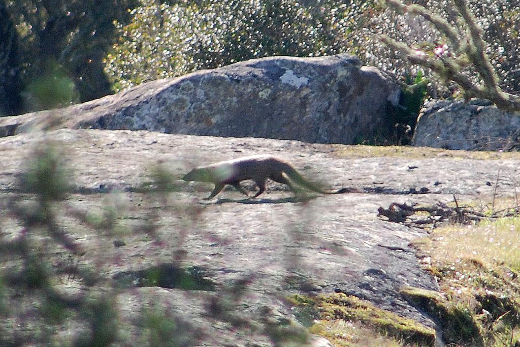 Bubulcus And Bolotas - Off Grid Nature Holiday Home Vimieiro  Esterno foto